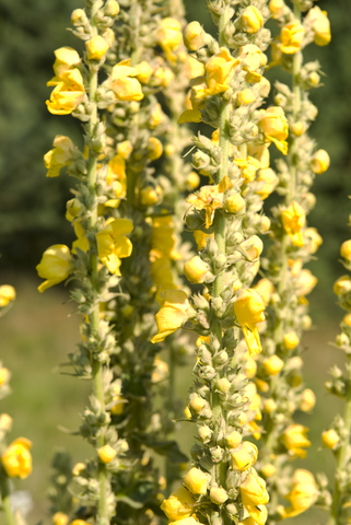 Evening Primrose Oil (Oenothera Biennis)